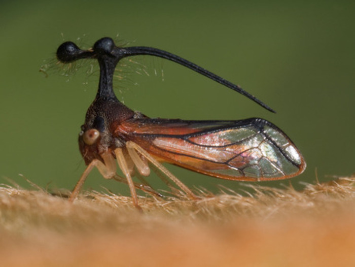 Brazilian Membracid